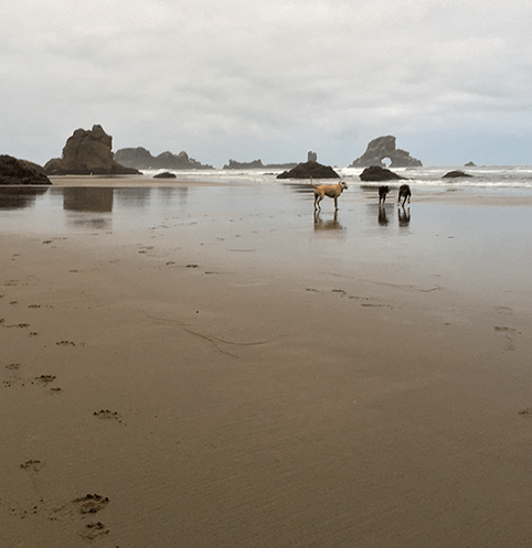 Dogs on Oregon Beach Dagmara Mach
