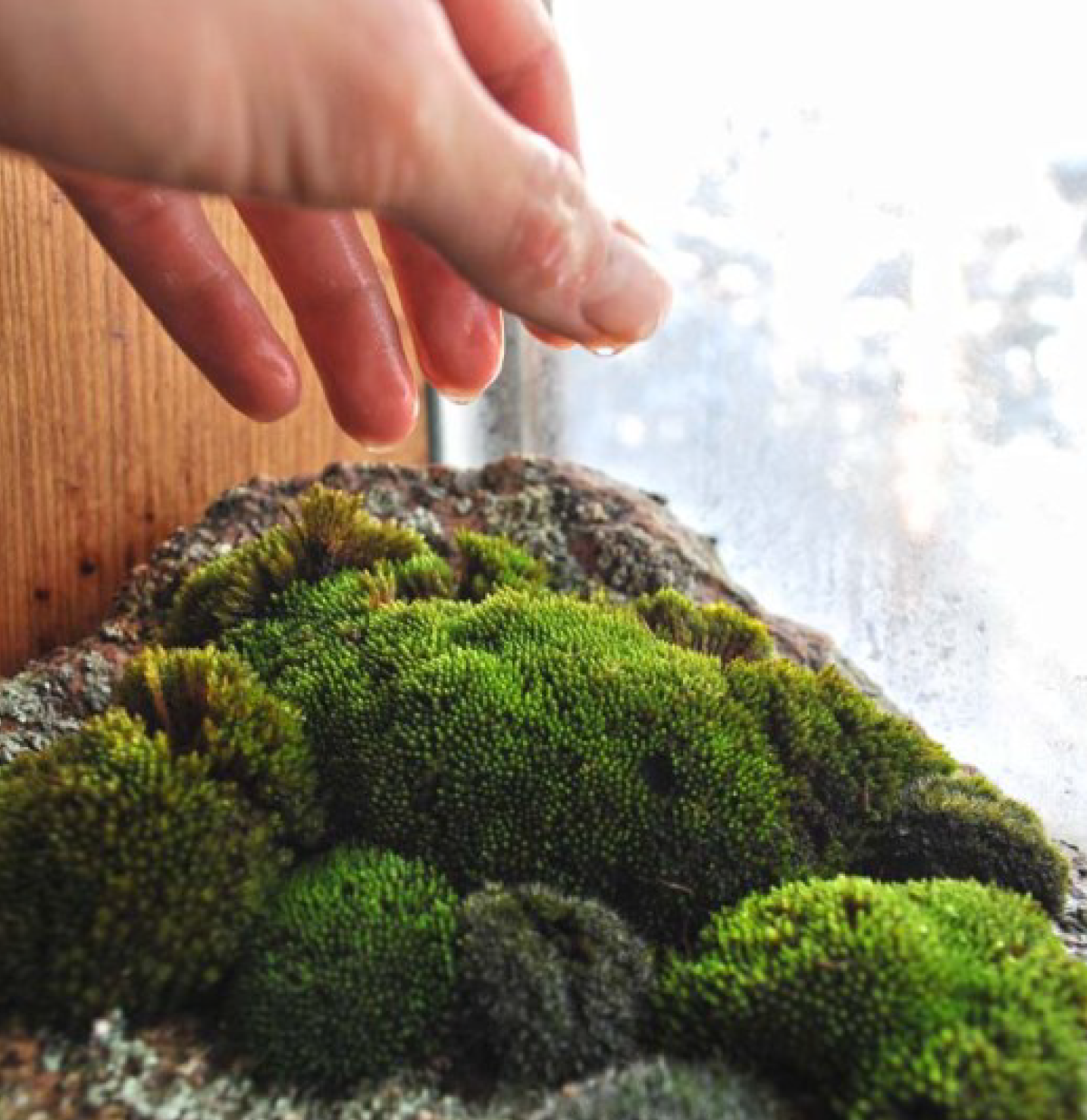 how-to-grow-moss-indoors-garden