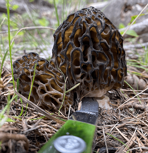 Morel Mushrooms Montana Photo by Dagmara Mach