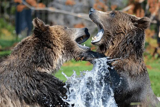 Montana Grizzly Bears Playing