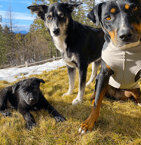 Dogs in Montana Dagmara Mach SEO Marketing