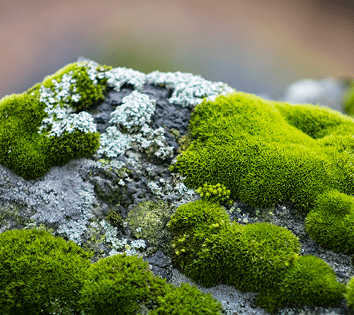 Moss Growing on Rock in How To Grow Moss Article