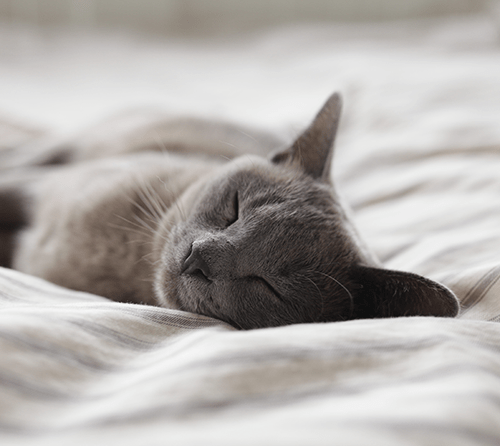 Cat Sleeping Hemp Oil for Sleep