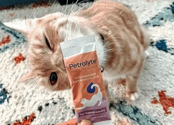 Cute Cat Photo of Orange Tabby Cat Sniffing Petralyte Electrolyte Powder