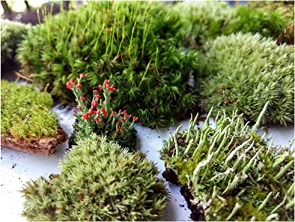 Live Terrarium Moss for Sale Super Fairy Garden Assortment