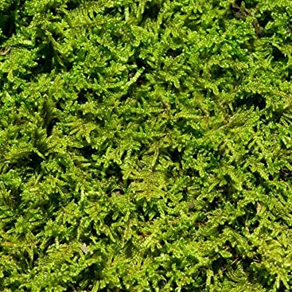 Live Moss for Sale Online for Indoor Garden Growing or Outdoor Growing or Terrarium