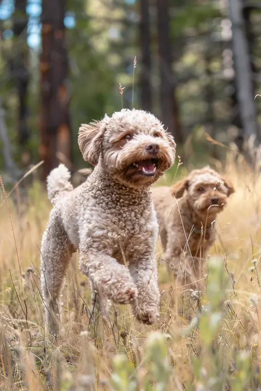 Two Lagotto Romagnolo Dogs in the Woods
