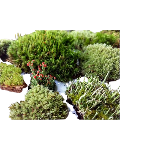 Live Terrarium Moss for Sale Super Fairy Garden Assortment