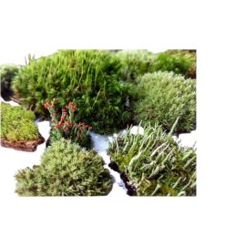 Live Terrarium Moss for Sale Super Fairy Garden Assortment