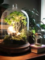 Moss Terrarium