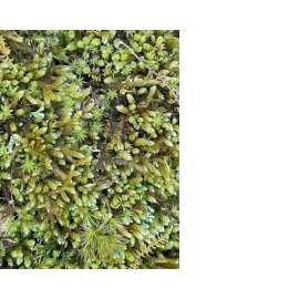 Living Moss for Sale Online for Indoor Garden Growing or Outdoor Growing or Terrarium